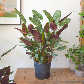 Calathea Setosa