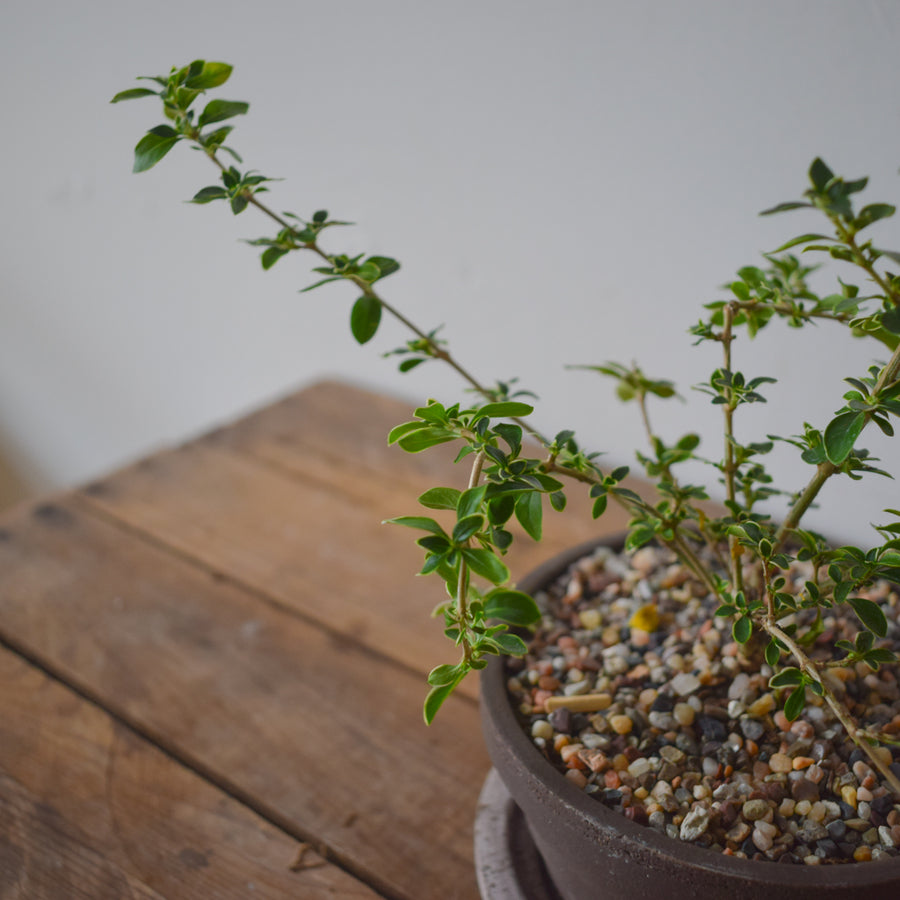 Snow Bush Bonsai (Variegated Serissa)