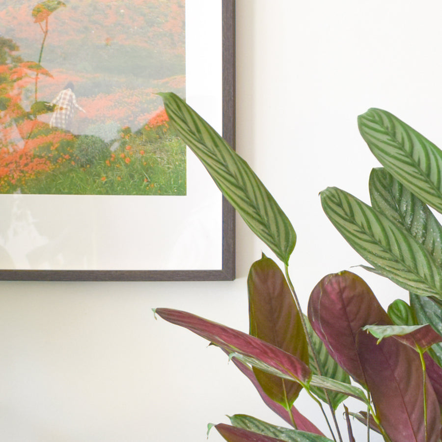 Calathea Setosa