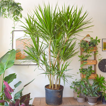 Dracaena Marginata Multi