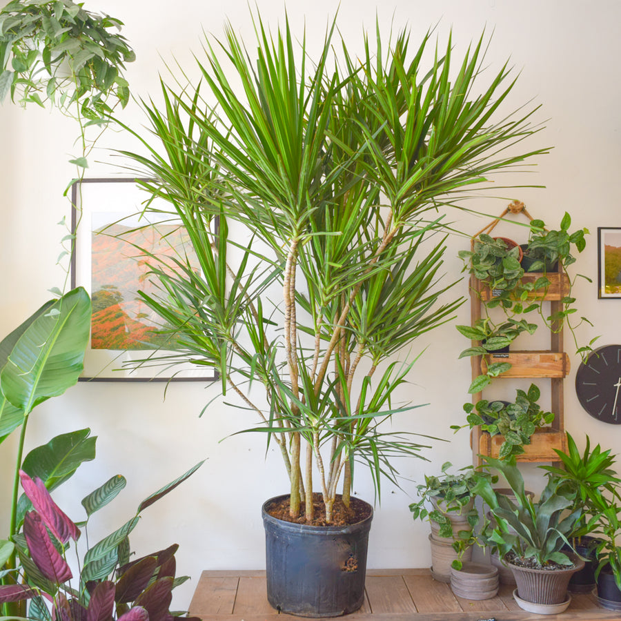 Dracaena Marginata Multi