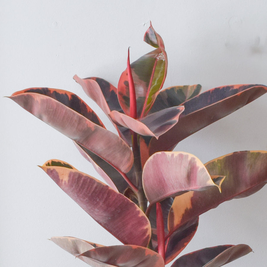 Ruby Red Rubber Plant