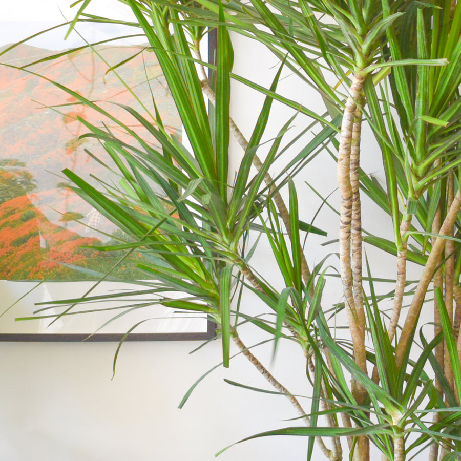 Dracaena Marginata Multi