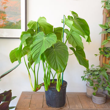 Philodendron Pelatum