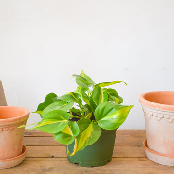 Philodendron 'Brasil'