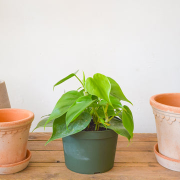 Heartleaf Philodendron