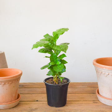 Coffee Arabica Plant