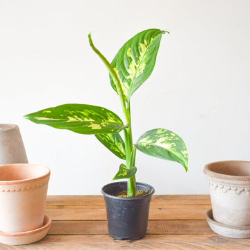 Dieffenbachia Snow