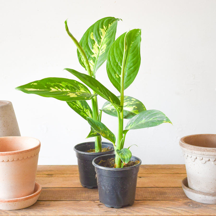 Dieffenbachia Snow