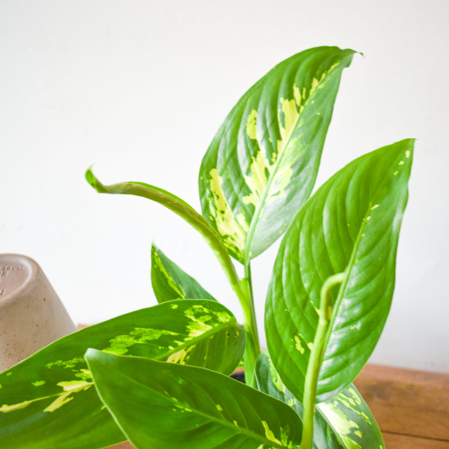 Dieffenbachia Snow