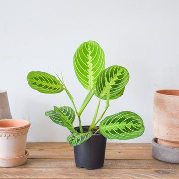 Maranta Prayer Plant