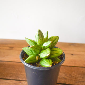 Sansevieria Pyramid