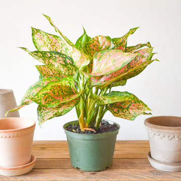 Aglaonema Ruby Ray