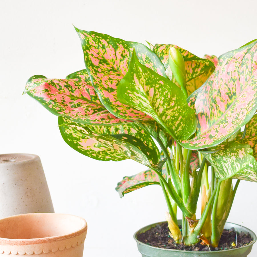 Aglaonema Ruby Ray