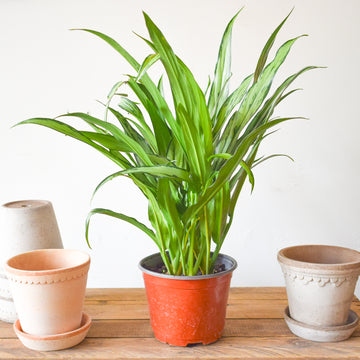 Aglaonema Cutlass