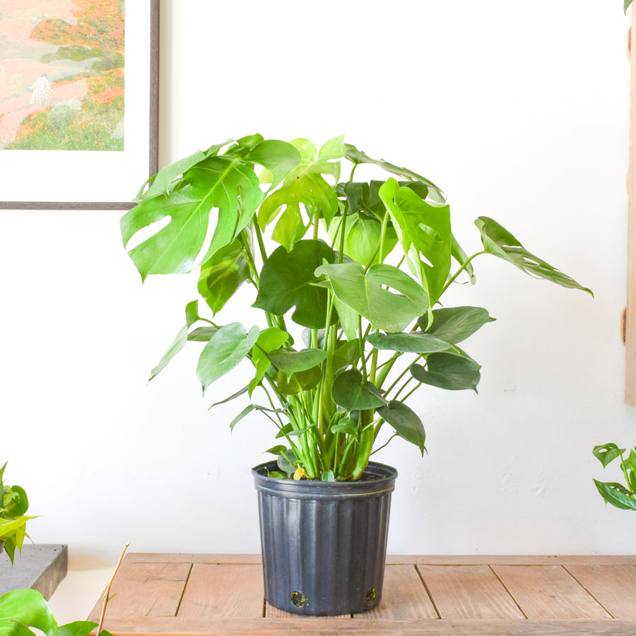Monstera Deliciosa – Plant Society Toronto