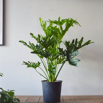 Philodendron Hope Selloum