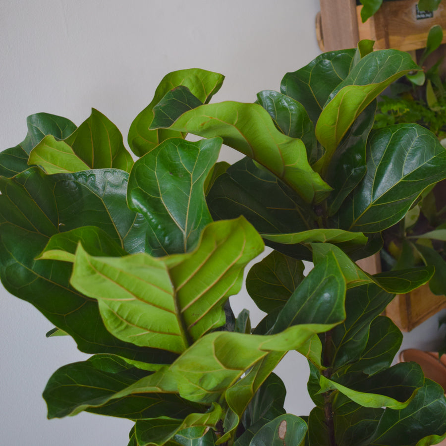 Fiddle Leaf Fig Bambino