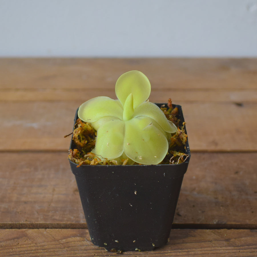 Mexican Butterwort Pinguicula - 2.5