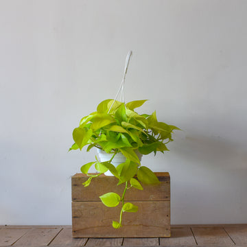 Pothos Neon