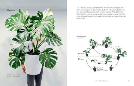 The New Plant Collector: The Next Adventure in Your House Plant Journey