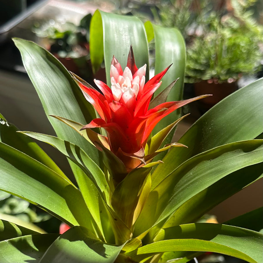 Bromeliad
