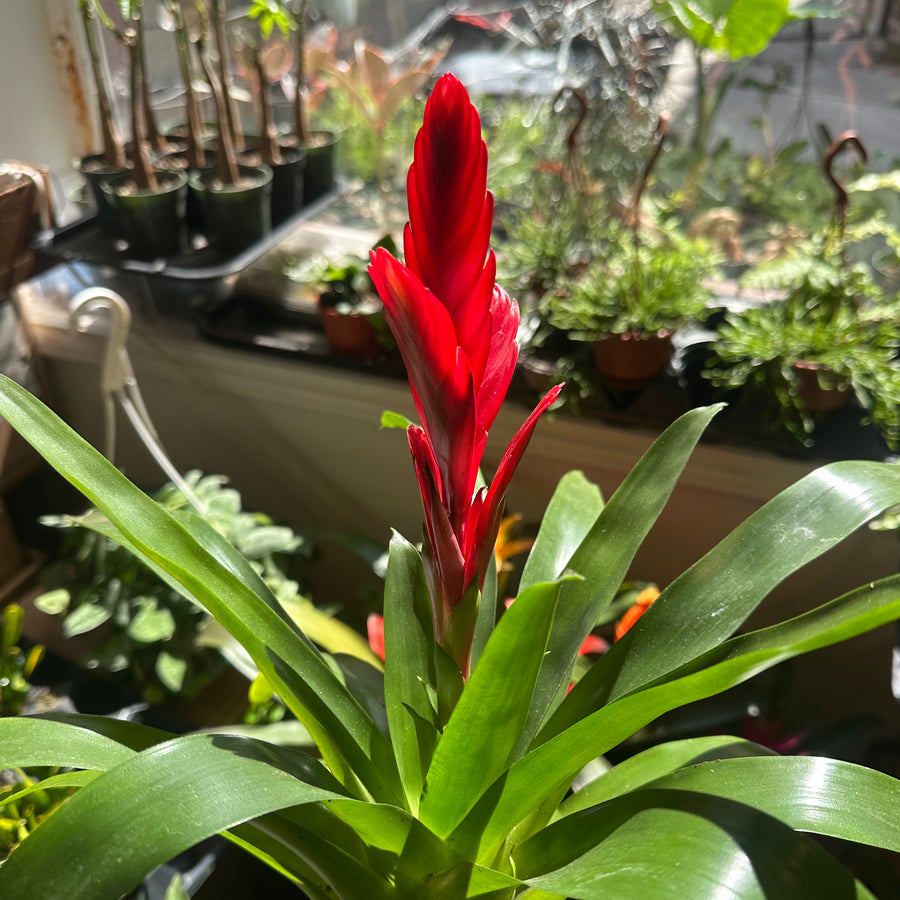 Bromeliad