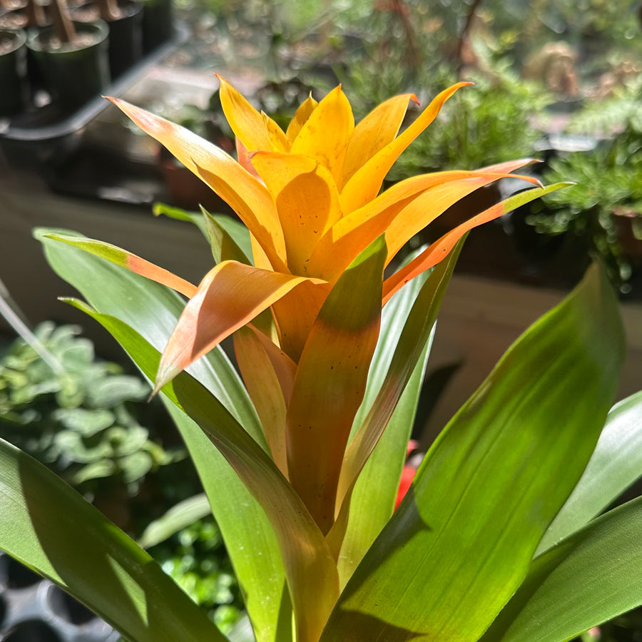 Bromeliad