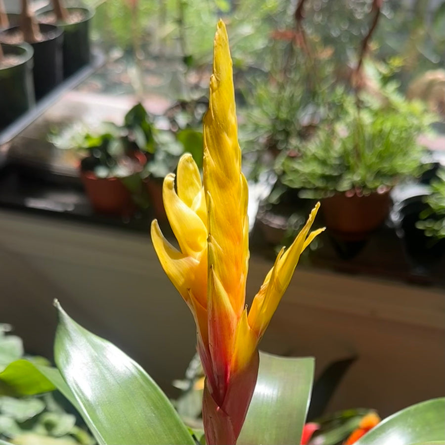 Bromeliad