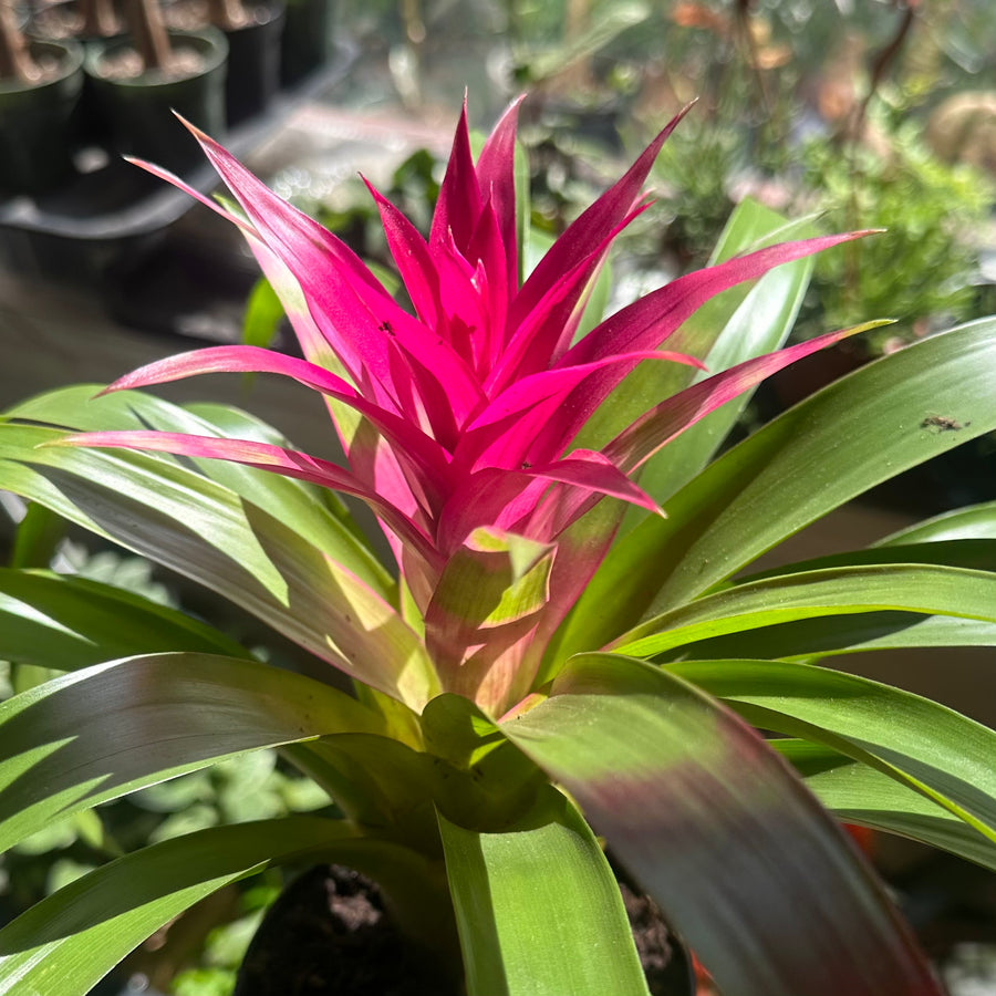 Bromeliad