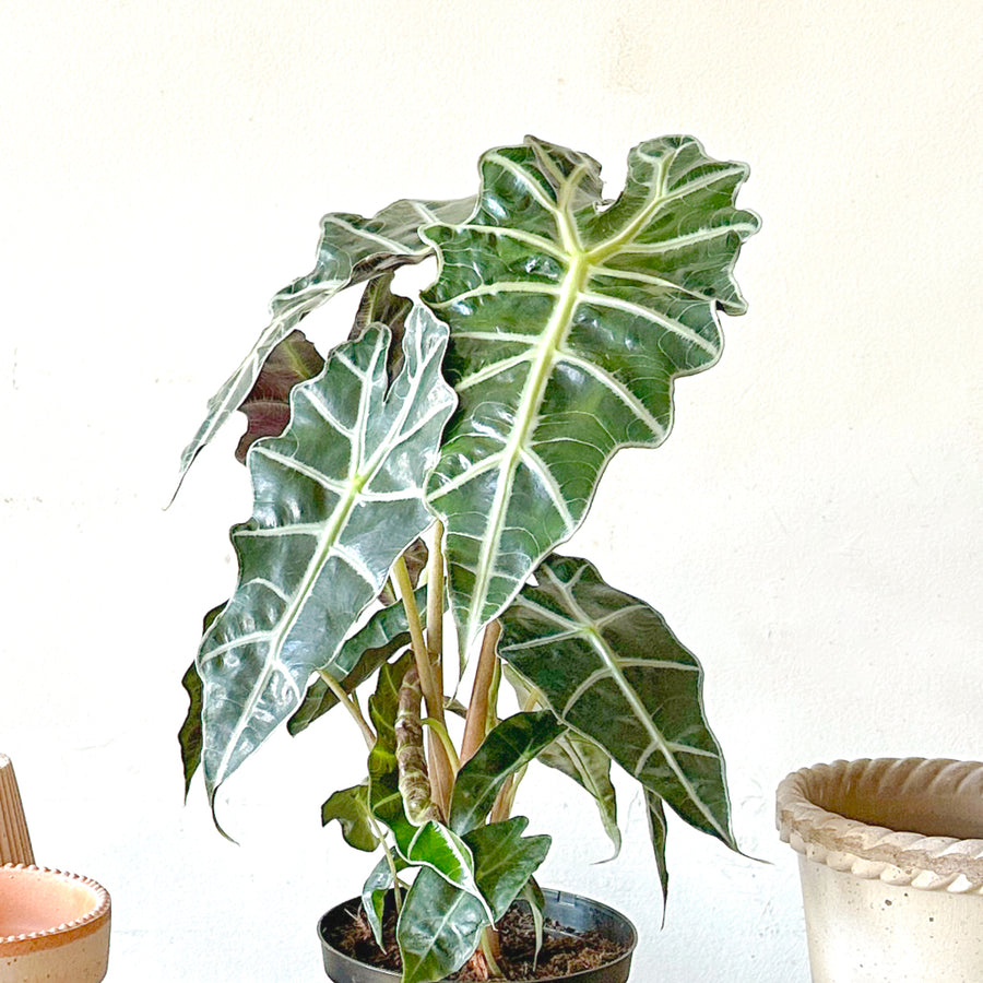 その他観葉植物 Alocasia Polly Aurea TC その他観葉植物 Alocasia Polly Aurea TC Alocasia Polly Aurea Var
