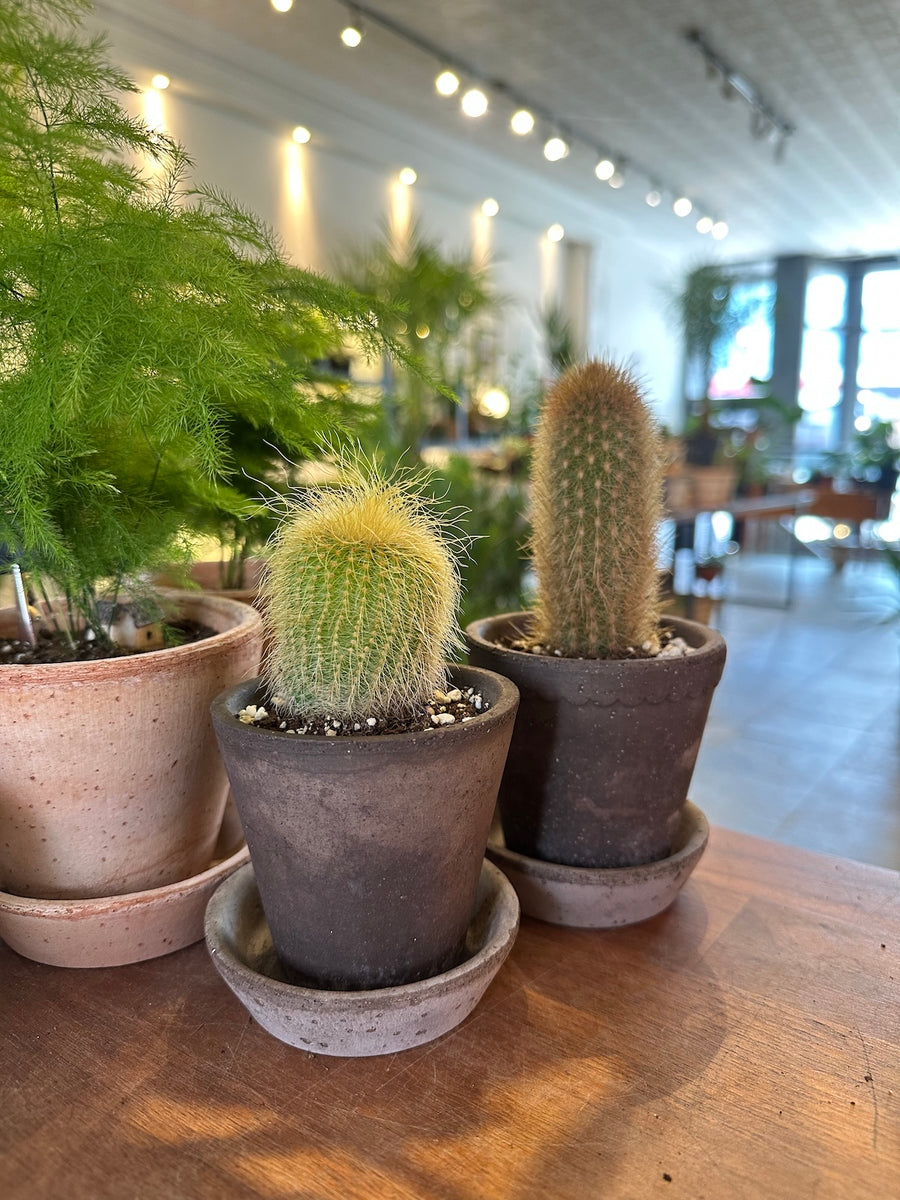 Cactus, Assorted