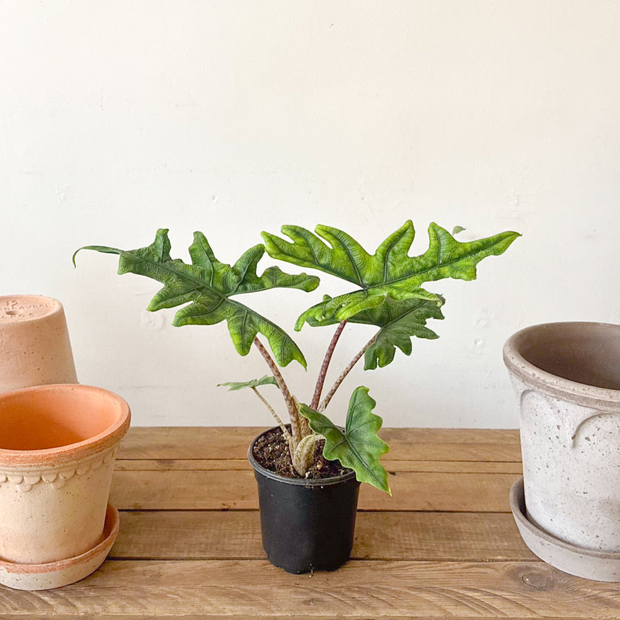 Alocasia Jacklyn