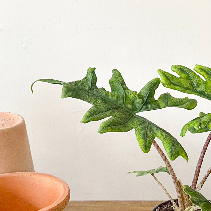 Alocasia Jacklyn