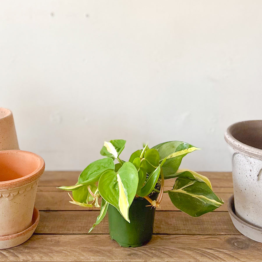 Philodendron Silver Stripe