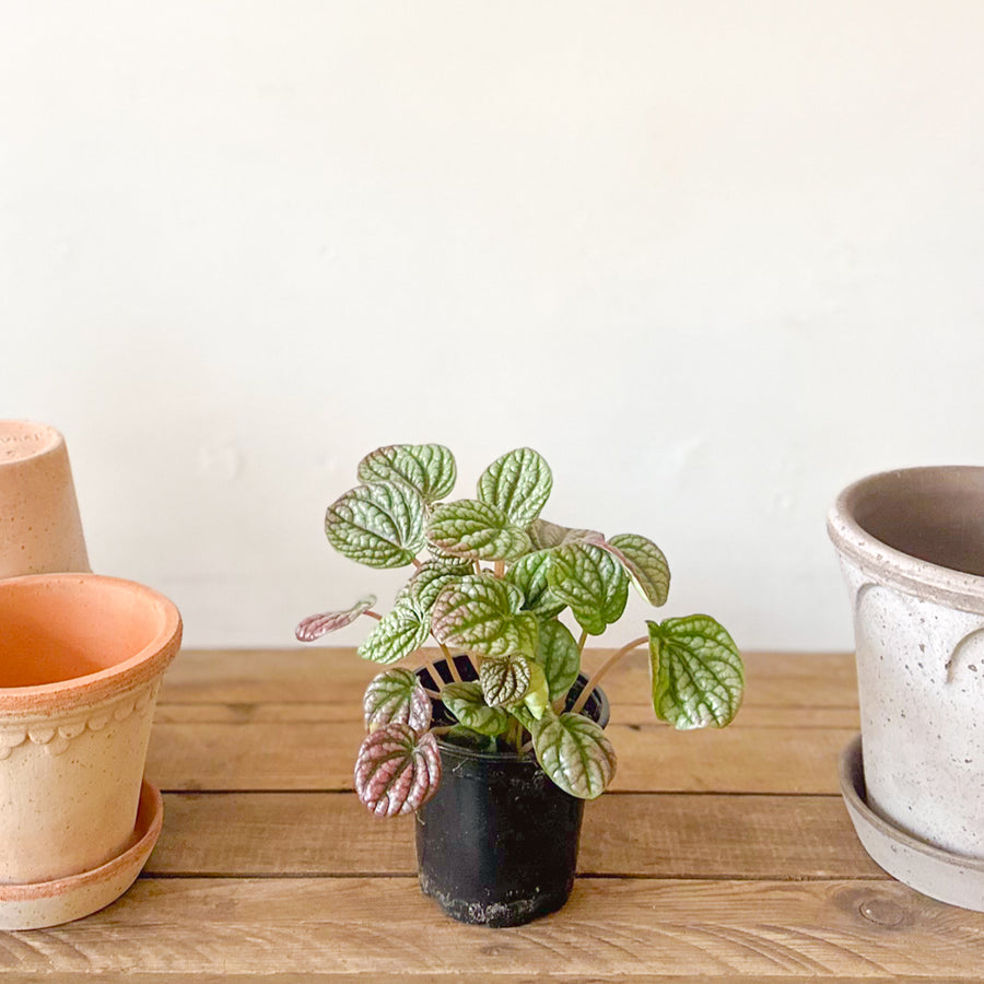 Peperomia Ripple
