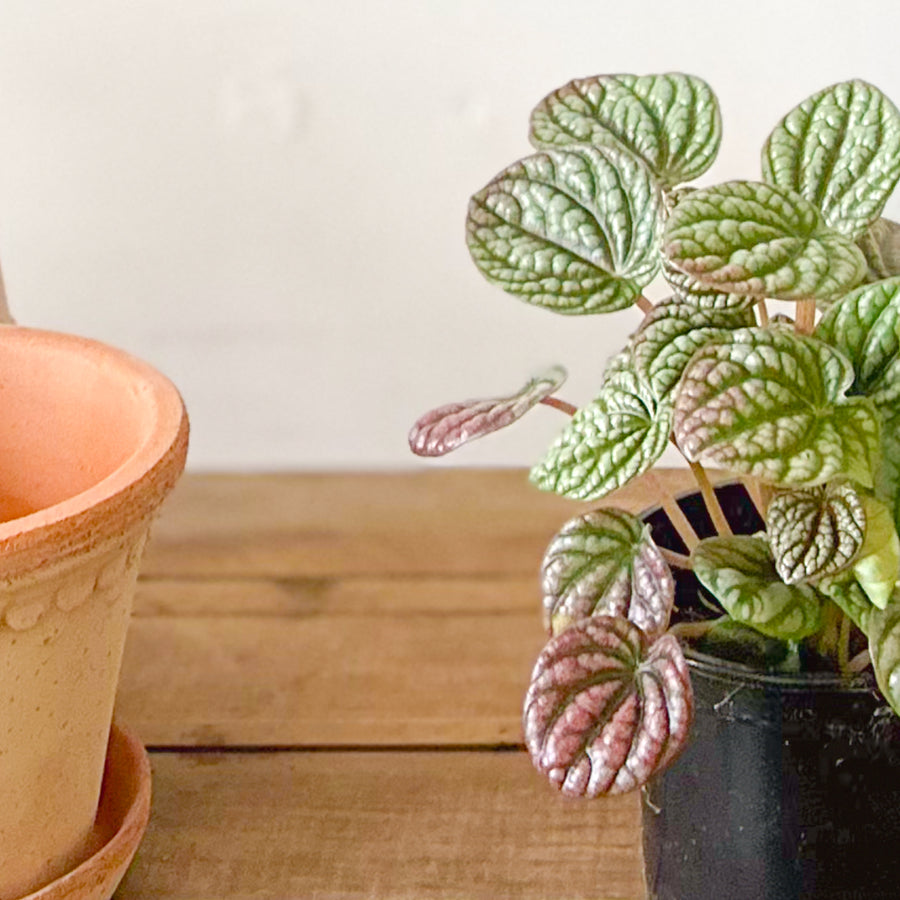 Peperomia Ripple