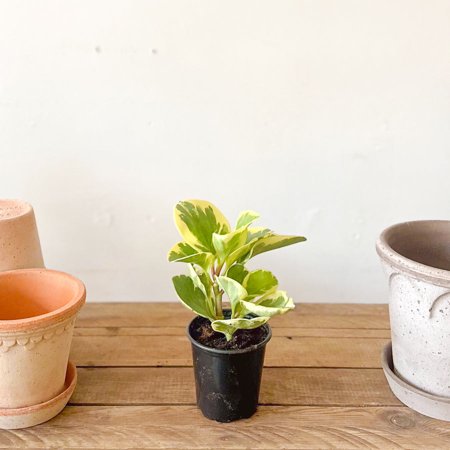 Peperomia Assorted