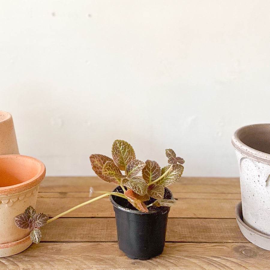 Episcia Cupreata Copper