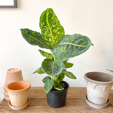 Dieffenbachia Reflector