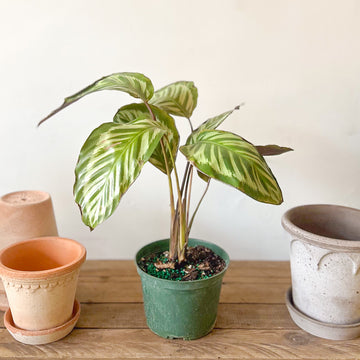 Calathea Roseopicta Cora