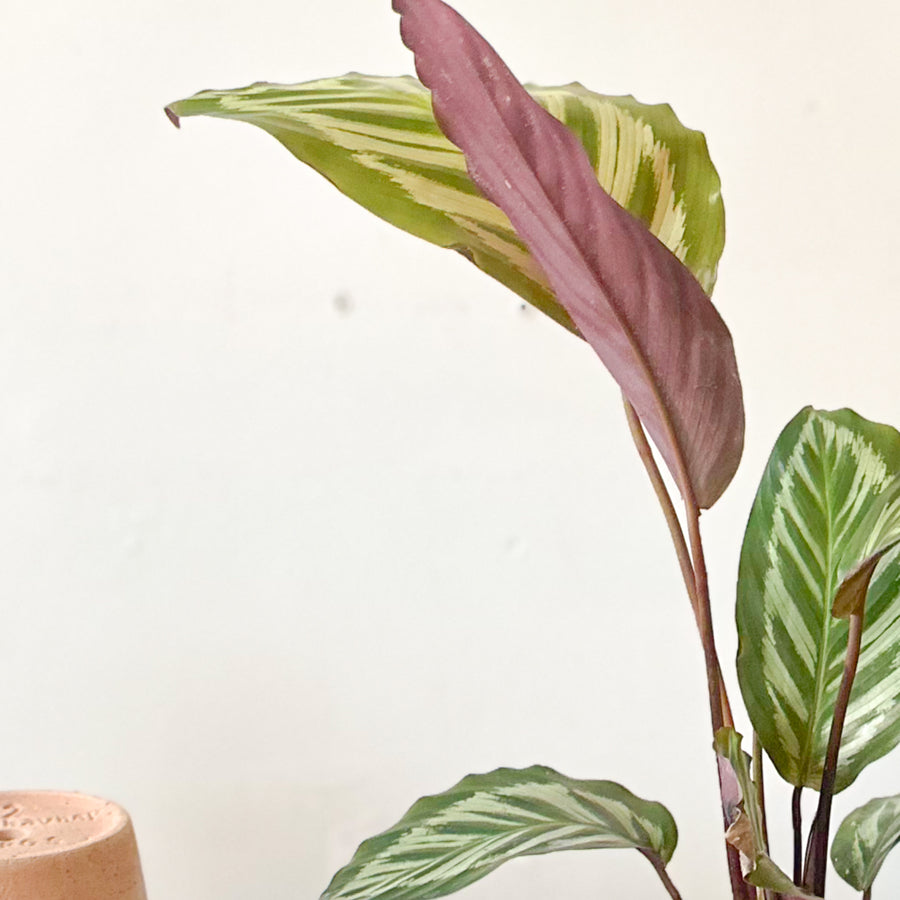 Calathea Roseopicta Cora
