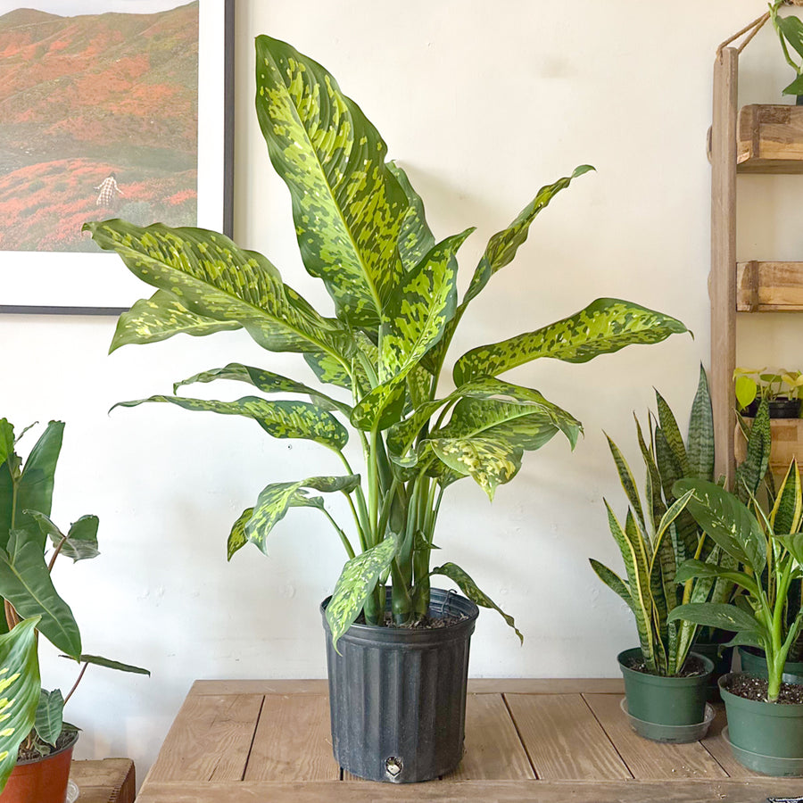 Dieffenbachia Seguine 'Cheetah'