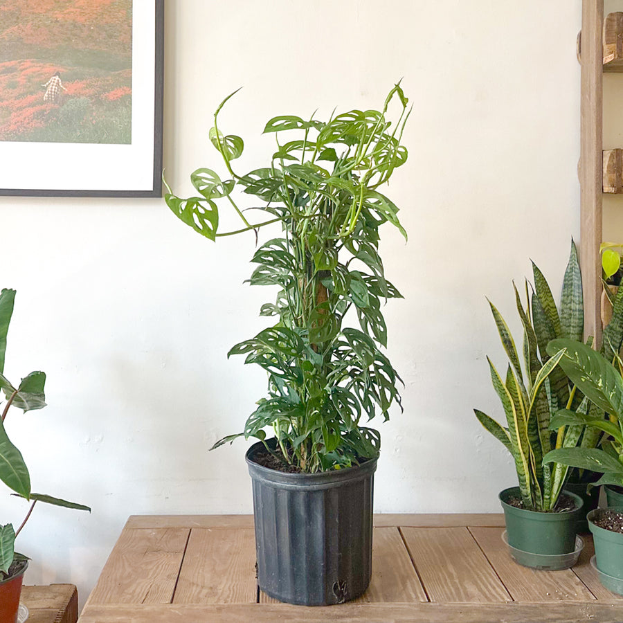 monstera adansonii totem Monstera Adansonii