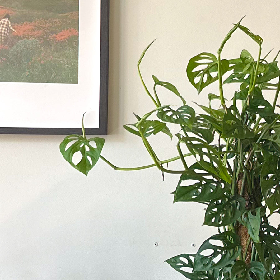 Monstera Adansonii