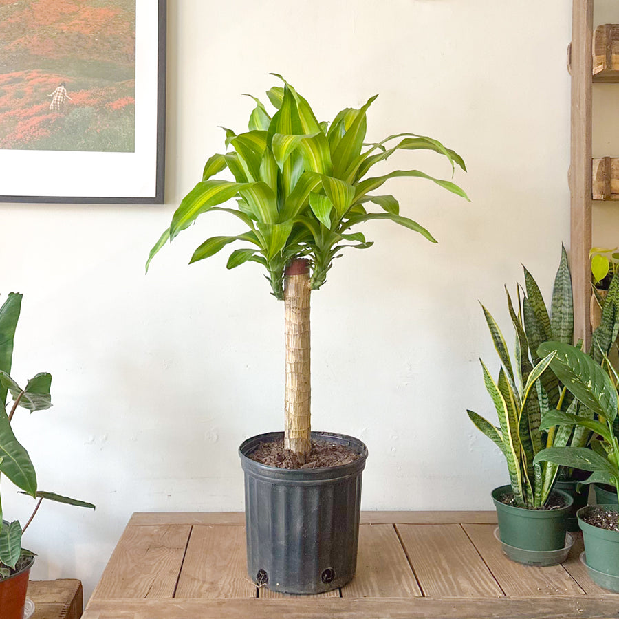 Dracaena Fragrans Mass Cane