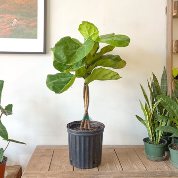Fiddle Leaf Fig Tree