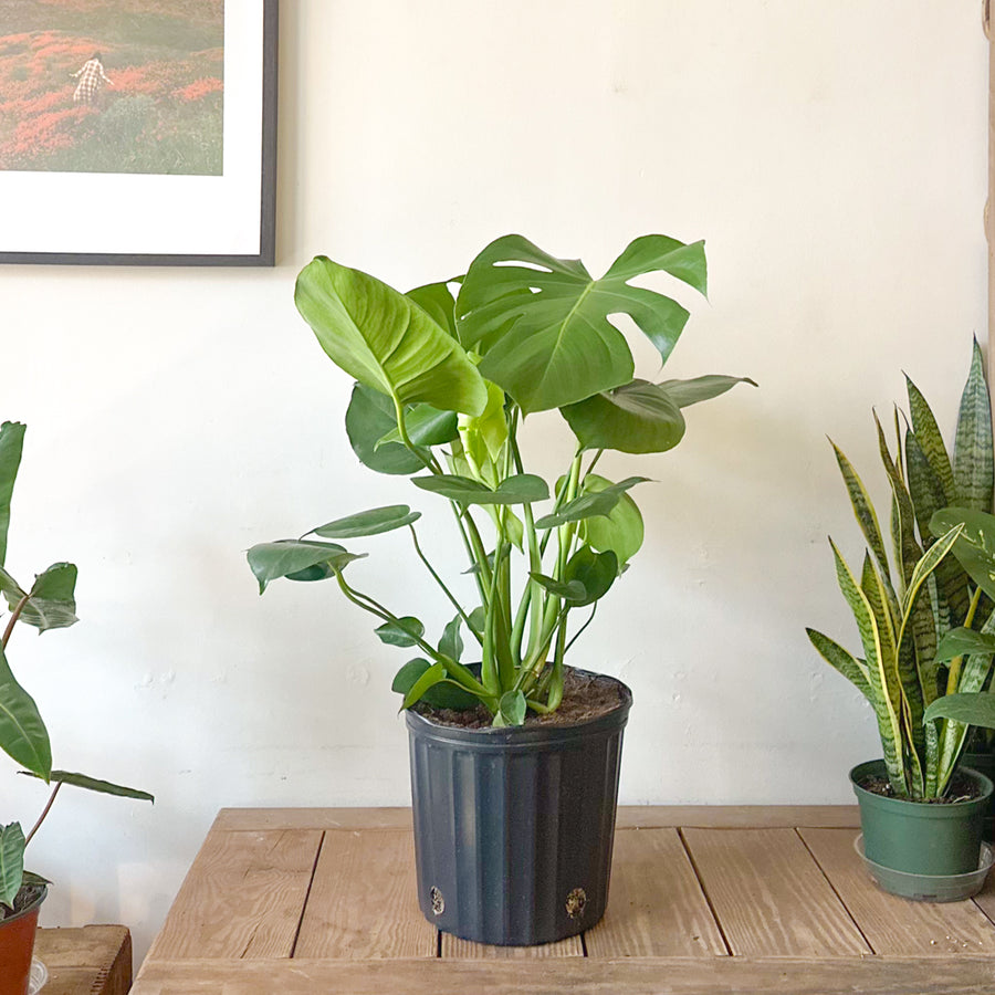 Monstera Deliciosa