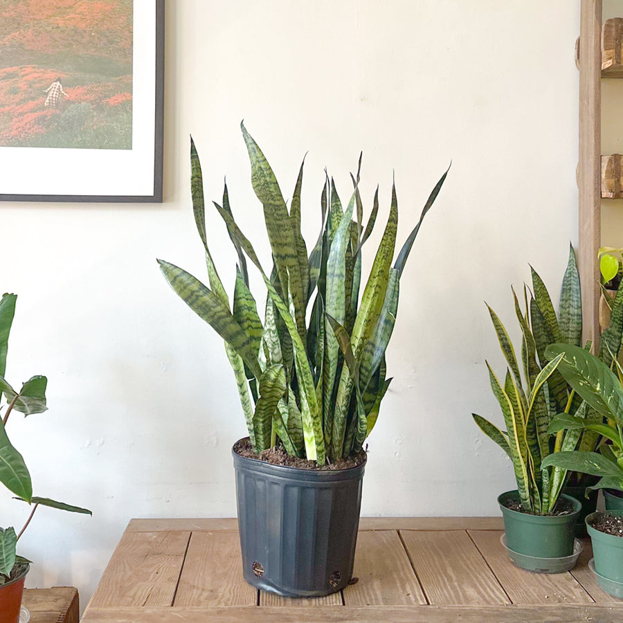 Sansevieria Zeylanica