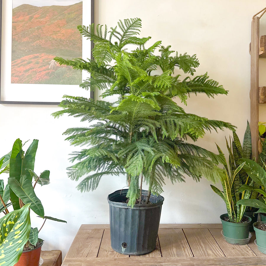 Norfolk Island Pine